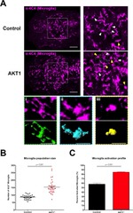 AKT1 Antibody in Immunohistochemistry (IHC)