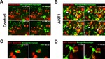 AKT1 Antibody in Immunocytochemistry (ICC/IF)