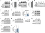 PRDX1 Antibody in Western Blot (WB)