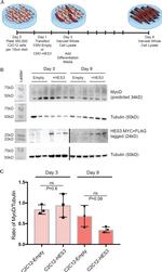 MYOD Antibody in Western Blot (WB)