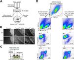 CD45.2 Antibody in Flow Cytometry (Flow)