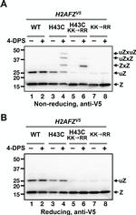 V5 Tag Antibody in Western Blot (WB)