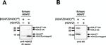 V5 Tag Antibody in Western Blot (WB)