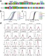 Phospho-STAT5 (Tyr694) Antibody in Flow Cytometry (Flow)