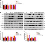 Phospholamban Antibody in Western Blot (WB)