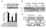 RFP Antibody in Western Blot (WB)