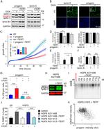 V5 Tag Antibody in Western Blot, Immunocytochemistry (WB, ICC/IF)