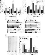 SMPD2 Antibody in Western Blot (WB)