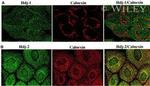 Calnexin Antibody in Immunocytochemistry (ICC/IF)