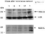 Ubiquitin Antibody in Western Blot (WB)