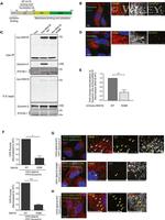 Dynamin 2 Antibody in Western Blot (WB)