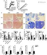 IFN gamma Antibody in Flow Cytometry (Flow)