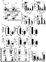 IFN gamma Antibody in Flow Cytometry (Flow)