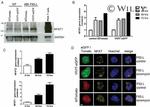 NFATC2 Antibody in Western Blot (WB)