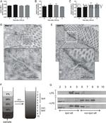 Occludin Antibody in Western Blot (WB)