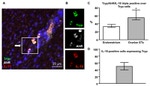 IL-10 Antibody in Immunohistochemistry (IHC)