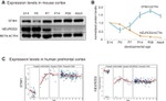 beta Actin Antibody in Western Blot (WB)