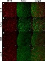 CD11b Antibody in Immunohistochemistry (IHC)