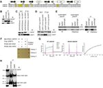 SAP97 Antibody in Immunoprecipitation (IP)