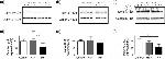 JPH2 Antibody in Western Blot (WB)