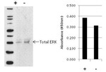 Multispecies ERK1/ERK2 (Total) InstantOne™ ELISA Kit