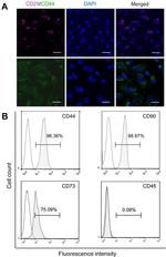 CD73 Antibody in Flow Cytometry (Flow)