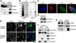 HDAC1 Antibody in Western Blot (WB)