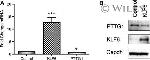 Securin Antibody in Western Blot (WB)