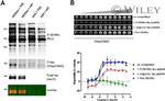 O-linked N-acetylglucosamine (O-GlcNAc) Antibody in Western Blot (WB)