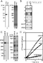 ATP Synthase beta Antibody in Western Blot (WB)