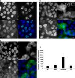 Phospho-CREB/ATF1 (Ser133, Ser63) Antibody in Immunocytochemistry (ICC/IF)