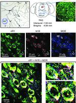 Sigma-1 Receptor Antibody in Immunohistochemistry (IHC)