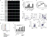 CD38 Antibody in Flow Cytometry (Flow)