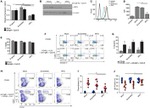 CD38 Antibody in Flow Cytometry (Flow)