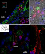 IBA1 Antibody in Immunohistochemistry (IHC)