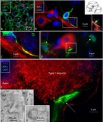 IBA1 Antibody in Immunohistochemistry (IHC)