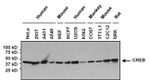 CREB Antibody in Western Blot (WB)