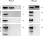 Phospho-Tau (Ser199) Antibody in Western Blot (WB)