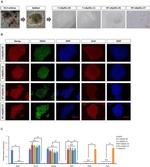 SSEA1 Antibody in Immunocytochemistry (ICC/IF)