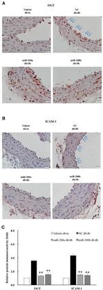 ICAM-1 Antibody in Immunohistochemistry (IHC)