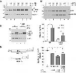 IFIT3 Antibody in Western Blot (WB)