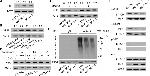 BTRC Antibody in Western Blot (WB)