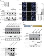 SMAD3 Antibody in Immunocytochemistry (ICC/IF)