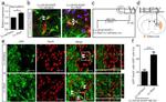 PAX6 Antibody in Immunohistochemistry (IHC)