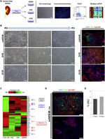 CD326 (EpCAM) Antibody in Flow Cytometry (Flow)