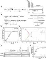 Cas9 Antibody in Western Blot (WB)