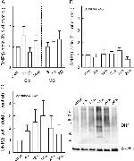 Dinitrophenyl-KLH Antibody in Western Blot (WB)