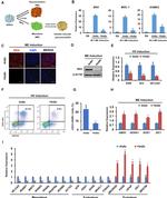 CD31 (PECAM-1) Antibody in Flow Cytometry (Flow)