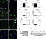 Adiponectin Antibody in Western Blot (WB)