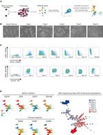 CD75 Antibody in Flow Cytometry (Flow)